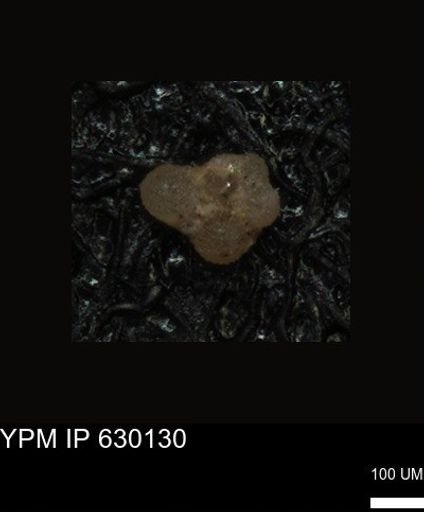 undet. Foraminiferida