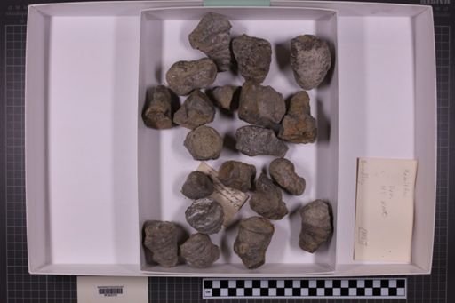 mixed taxa, stratigraphic collection