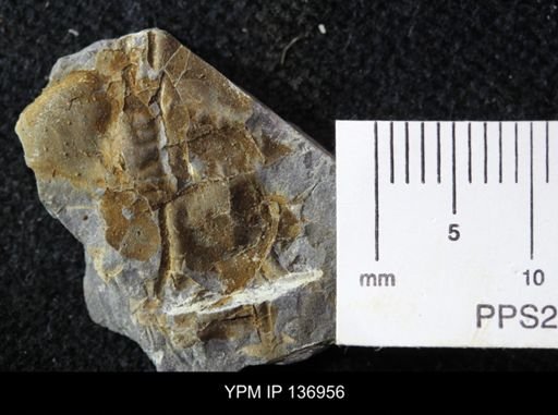 Ctenocephalus maltheus