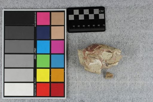 Leptomeryx evansi