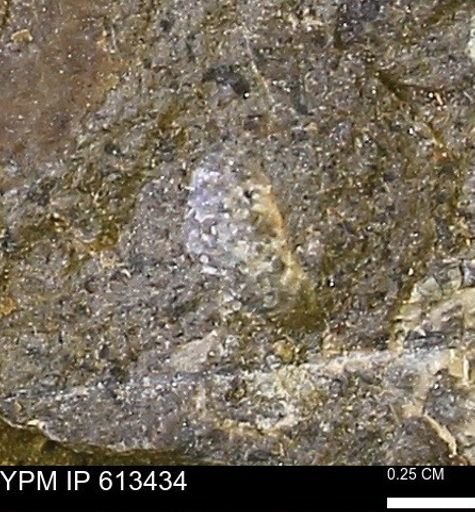 Scaphites sp.