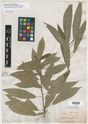 Acalypha distans