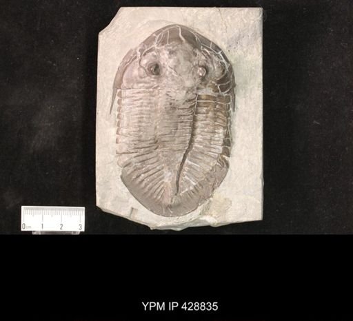 Pseudogygites latimarginatus