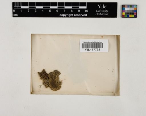 Plantae