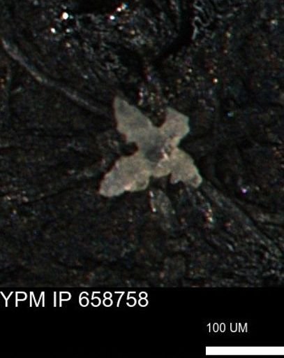undet. Porifera