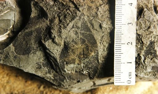 Trichilia pseudohirta