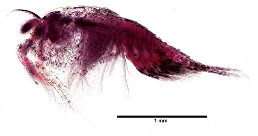 Paranebalia