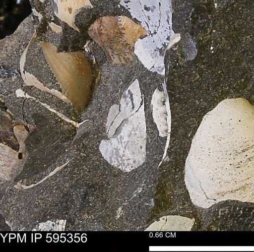 Protocardia sp.