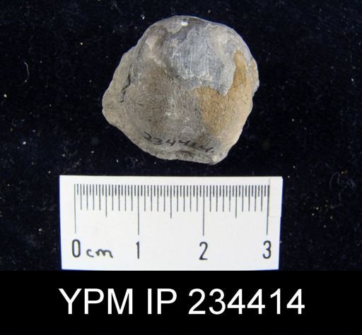 Marginifera splendens