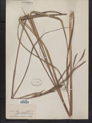 Spartina pectinata