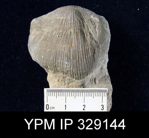 Stropheodonta concava