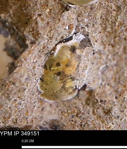 undet. Mollusca