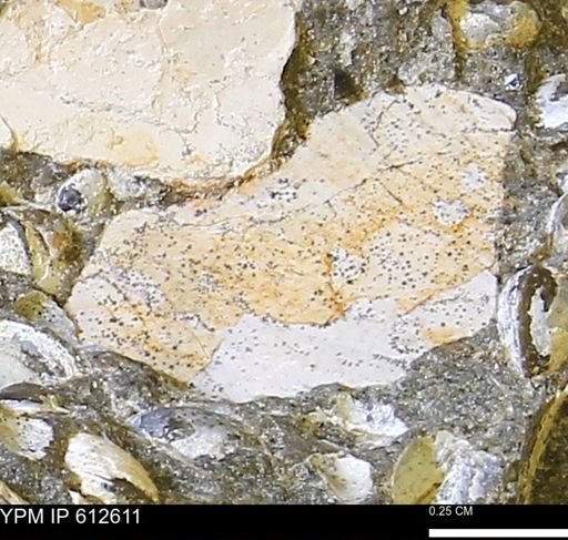 undet. Mollusca