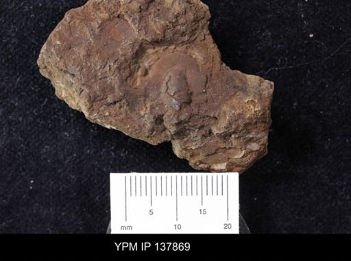 Agraulos strenus