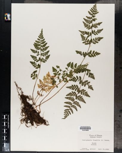 Cystopteris fragilis