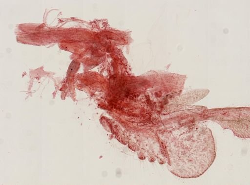 Chirocephalus