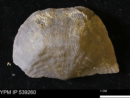 Leptaena rhomboidalis tenuistriata
