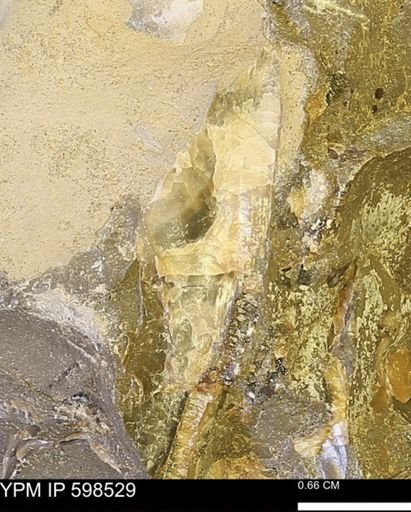 Inoceramus sp.
