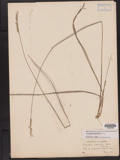 Oryzopsis asperifolia