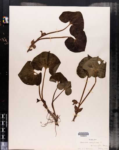 Asarum canadense