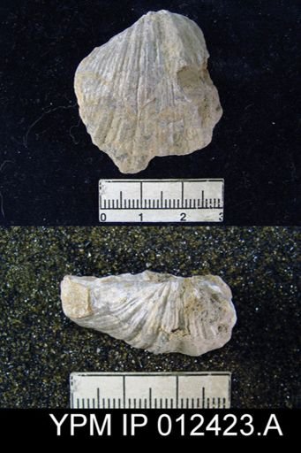 Spirifer triplicatus