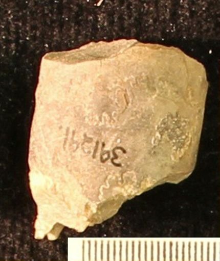Baculites
