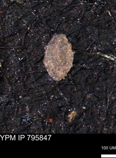 Miliammina manitobensis