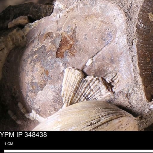 Parallelodon (Cosmetodon) sp.