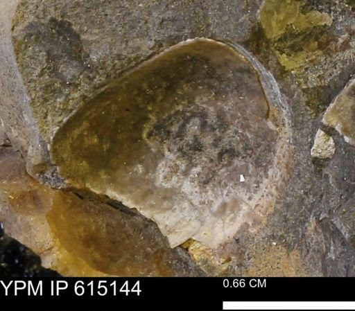 undet. Mollusca