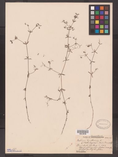 Galium tinctorium