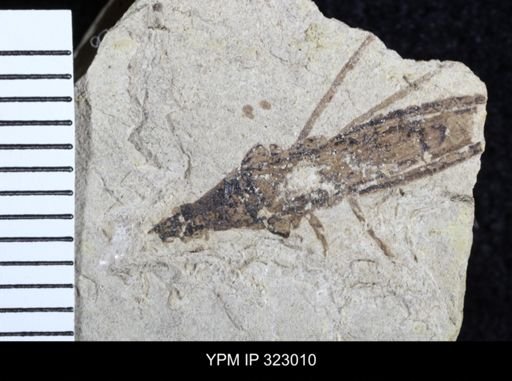 undet. Gerridae