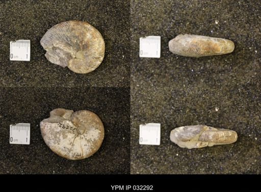 Hoploscaphites nicolletii