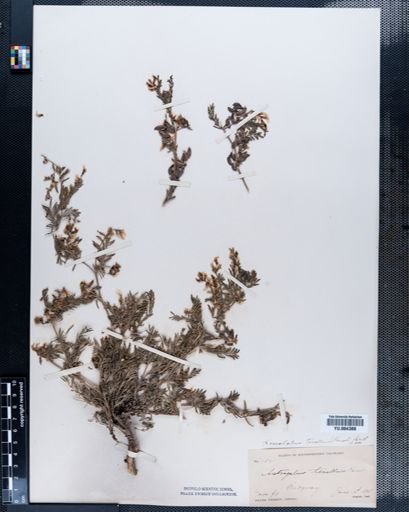 Astragalus