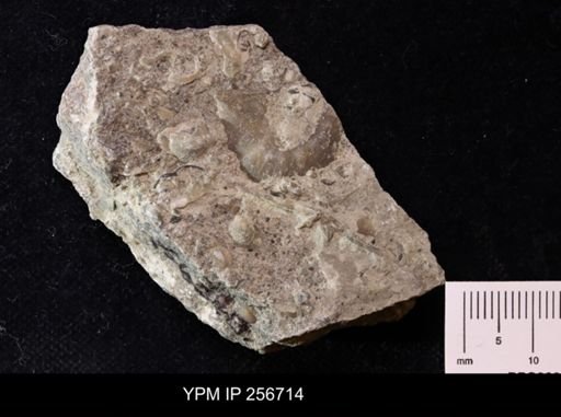 Brachyprion leda
