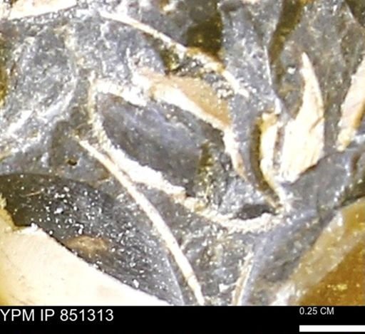 Limopsis striatopunctatus