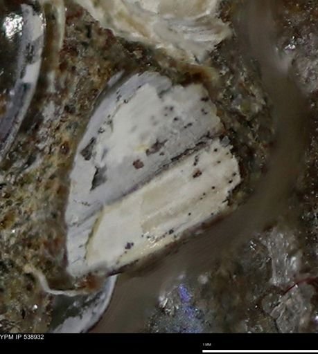 Corbulamella gregaria