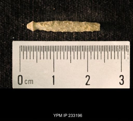 Archaeocidaris sp.