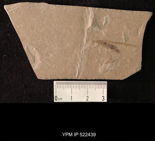 undet. Tipulidae