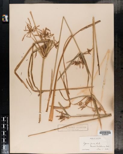 Cyperus odoratus