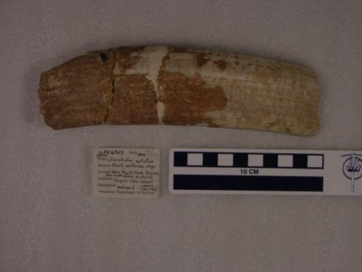 Diprotodon optatus