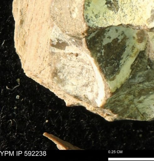 undet. Bivalvia