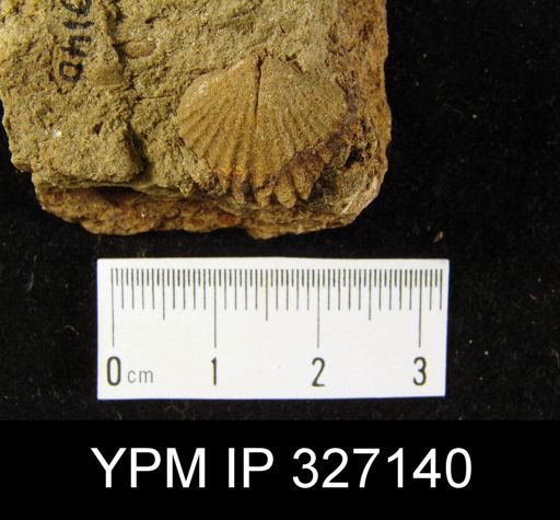 Camarotoechia sp.