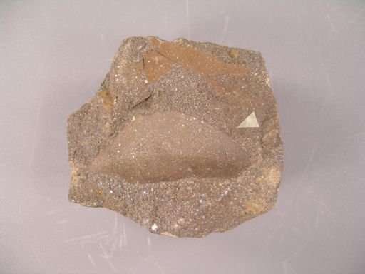 Dalbergia rinkiana