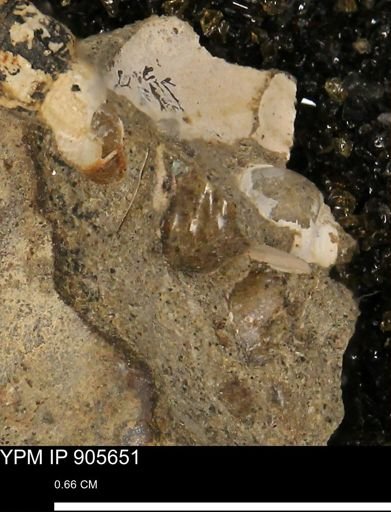 undet. Mollusca