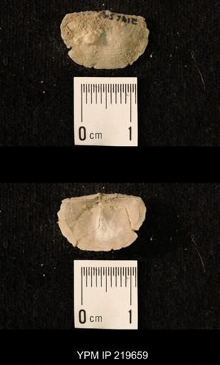 Chonetes granulifer