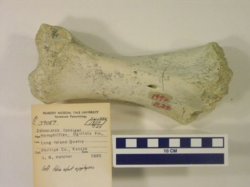 Teleoceras fossiger
