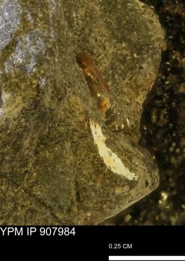 undet. Mollusca