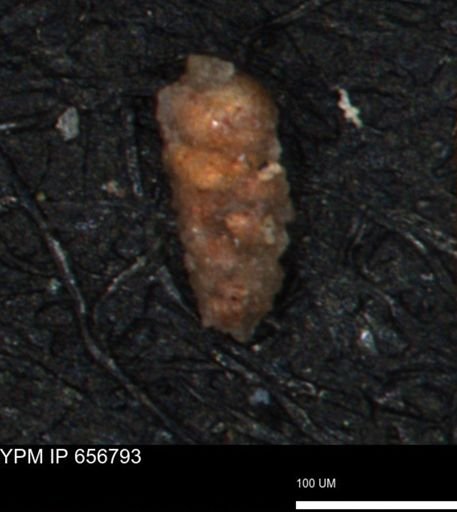 Verneuilina sp.