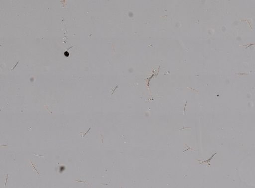 Haliclona cinerea?