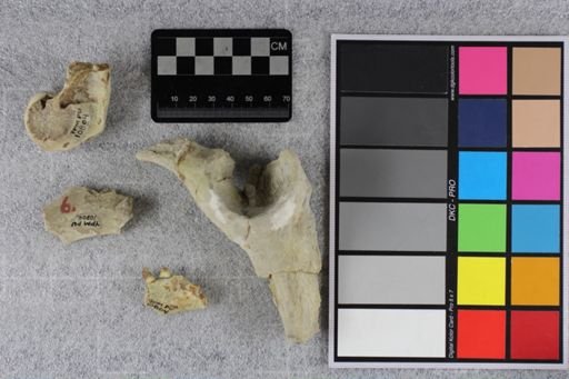 Hyracodon nebrascensis
